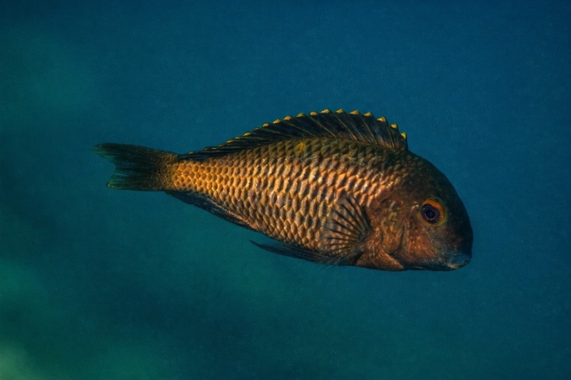 Tropheus sp. 'black' Luhanga